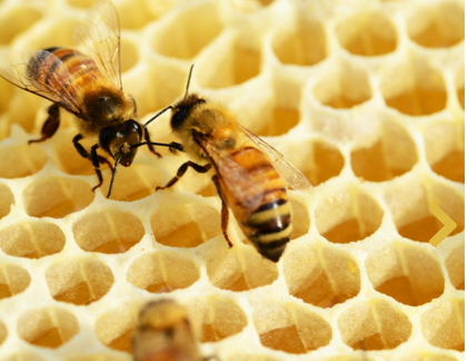 Mittelwände BIO-Bienenwachs